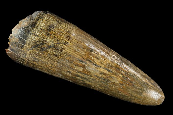 Fossil Crocodile (Goniopholis) Tooth - Aguja Formation, Texas #116677